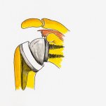 Treatment options without intact cuff